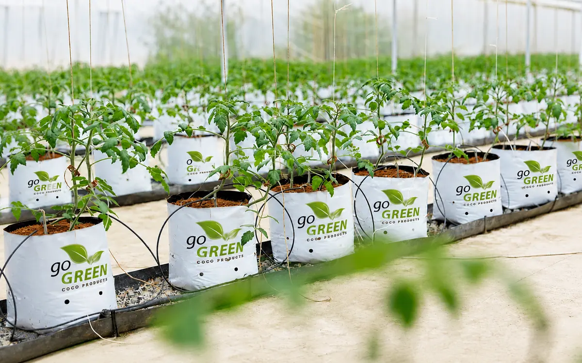 Rows of Go Green coir planter bags growing young pepper plants inside a commercial greenhouse